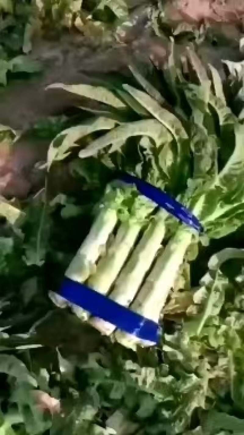 红叶莴笋种植面积大，质量好价格，颜色鲜艳，无列口黑心，