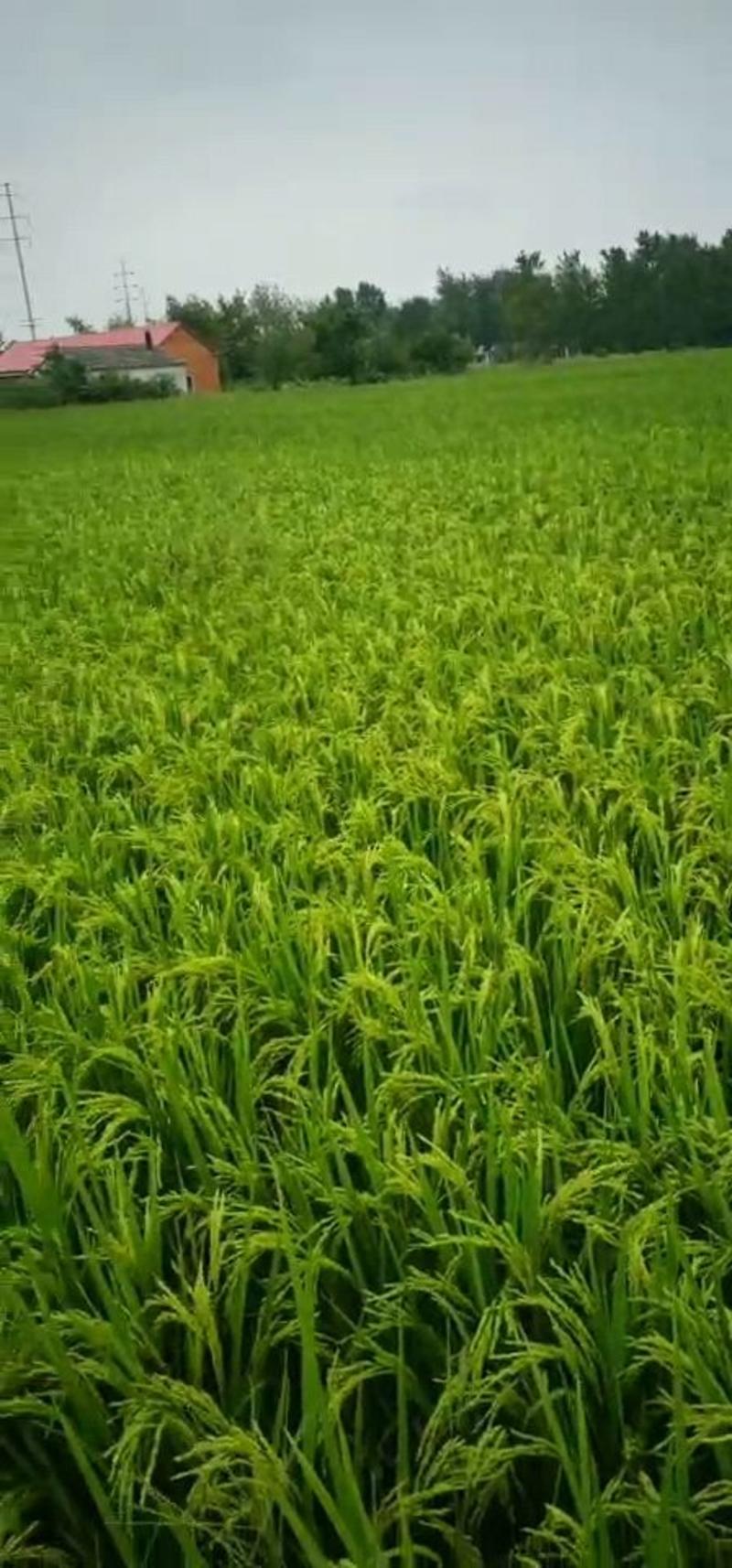 优选中旱221旱稻种子产量高品种好欢迎来电
