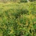 葫芦茶种植基地便宜提供货源