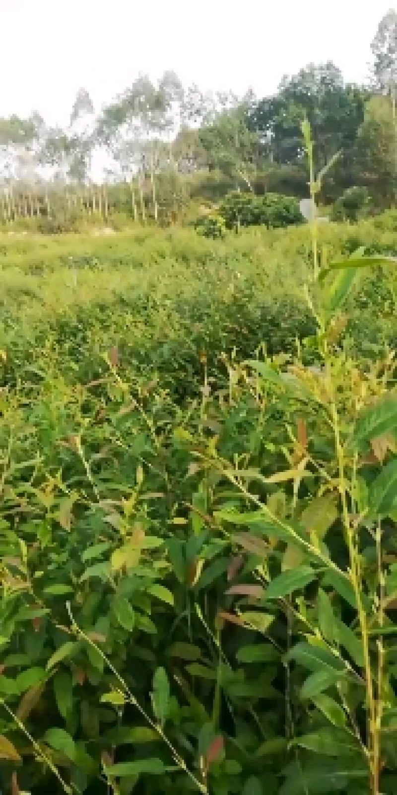 葫芦茶种植基地便宜提供货源