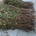 葫芦茶种植基地便宜提供货源