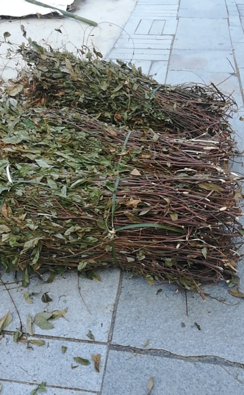 葫芦茶种植基地便宜提供货源