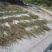 葫芦茶种植基地便宜提供货源