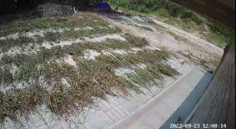 葫芦茶种植基地便宜提供货源