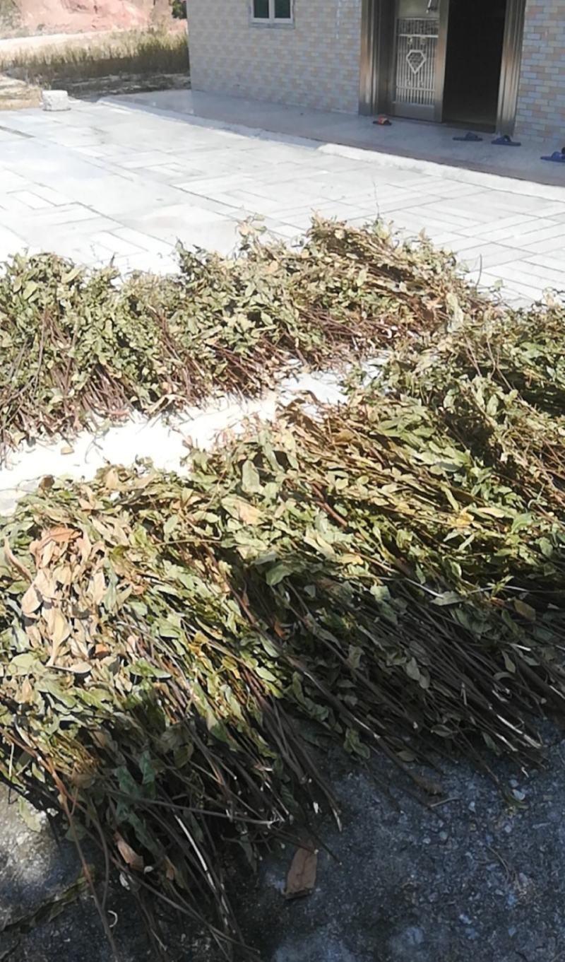 葫芦茶种植基地便宜提供货源