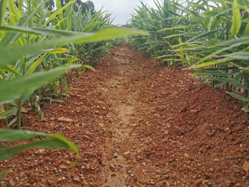 一个浅棕色陶瓷花盆中,几株嫩绿色的姜苗挺拔生长,叶片细长呈披针形,高度约10-15厘米,土壤表面覆盖少量枯叶,背景是明亮的室内窗台,窗外可见绿植,整体画面清新自然 窗台上花盆中生长的姜苗盆栽