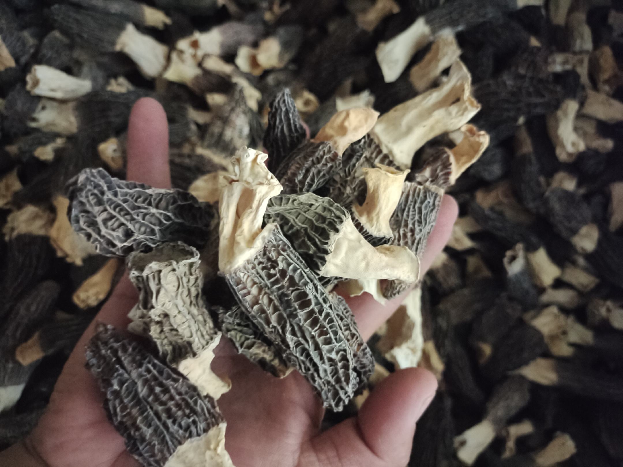 羊肚菌触感检测图