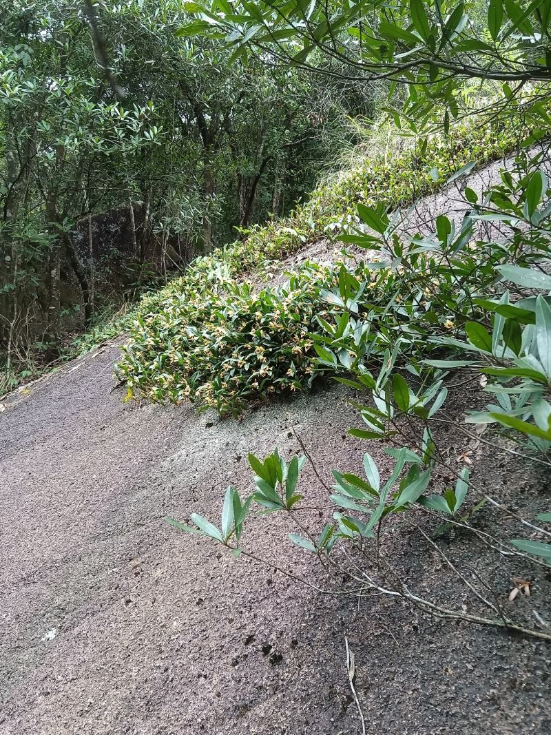 双叶石橄榄