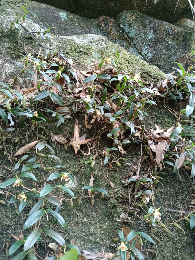 双叶石橄榄