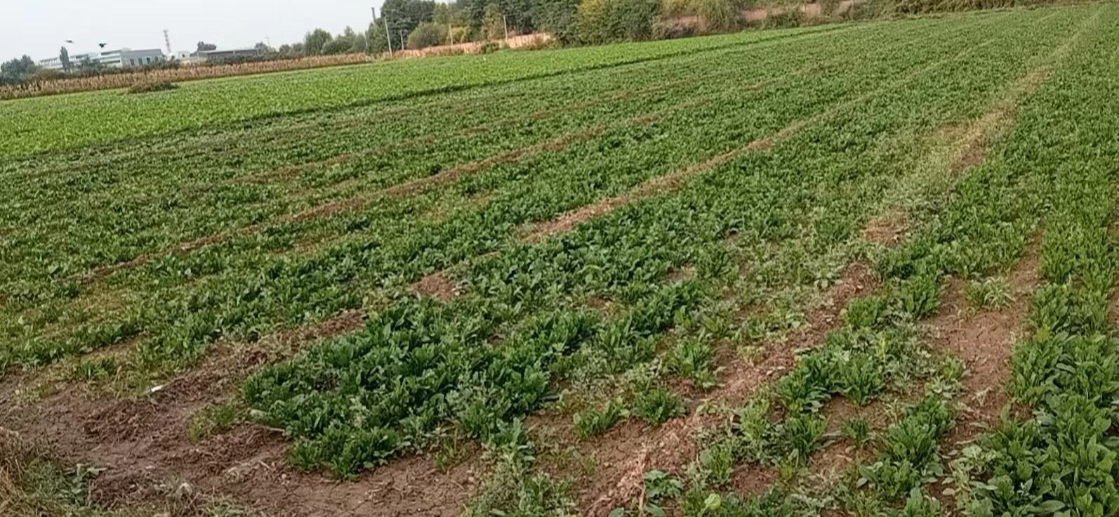 山东省金乡县成片的大叶菠菜种植基地,春季清晨阳光斜照,绿油油的菠菜田整齐分布于平坦耕地之上,远处可见现代化喷灌设施与农用机械作业痕迹,土地呈浅褐色沙壤质地 金乡县大田菠菜种植航拍图