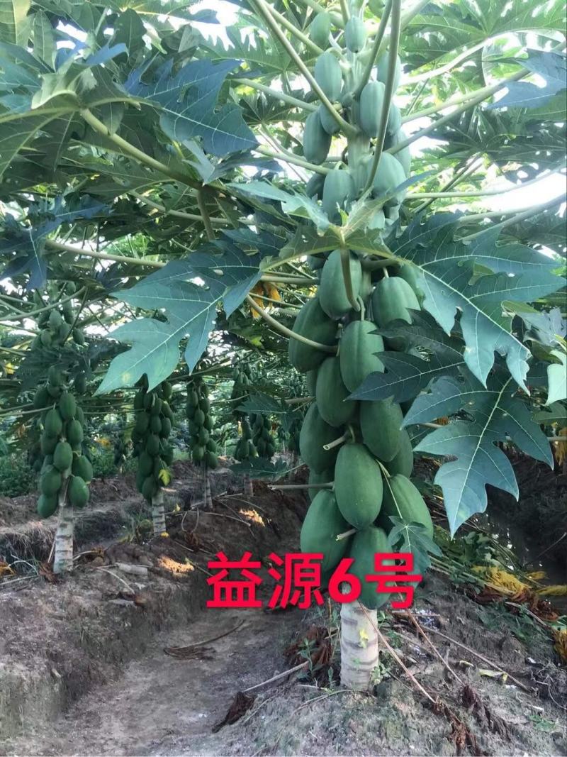 水果木瓜苗