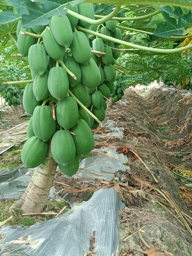 水果木瓜苗