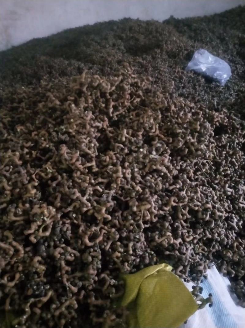 拐枣，万寿果，拐枣泡酒、炖鸡、煮茶（包邮）