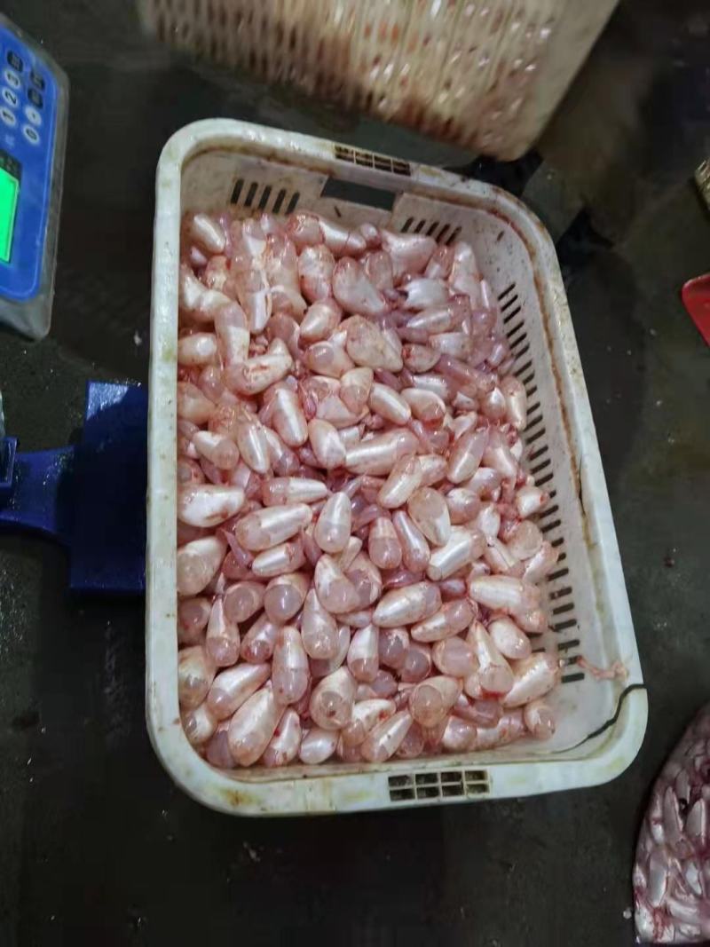 海锐水产专注于正宗生态水产品新鲜鱼泡鱼鳔常年供应