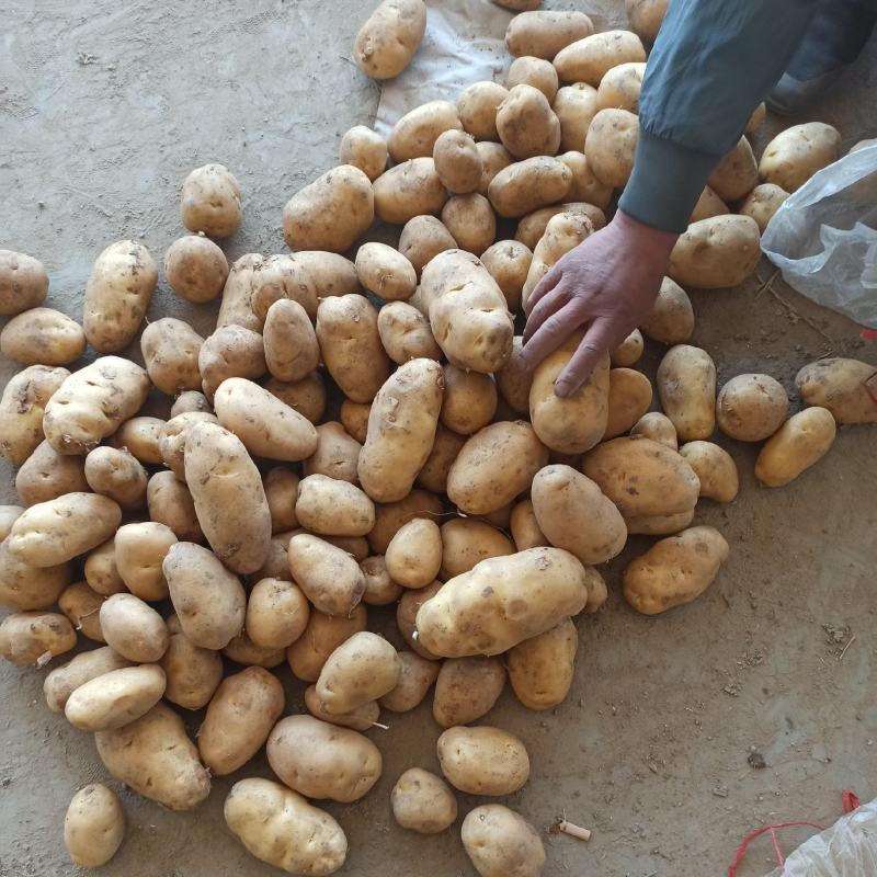 山东冷库荷兰十五土豆大量出库，货源充足，欢迎客户前来选购