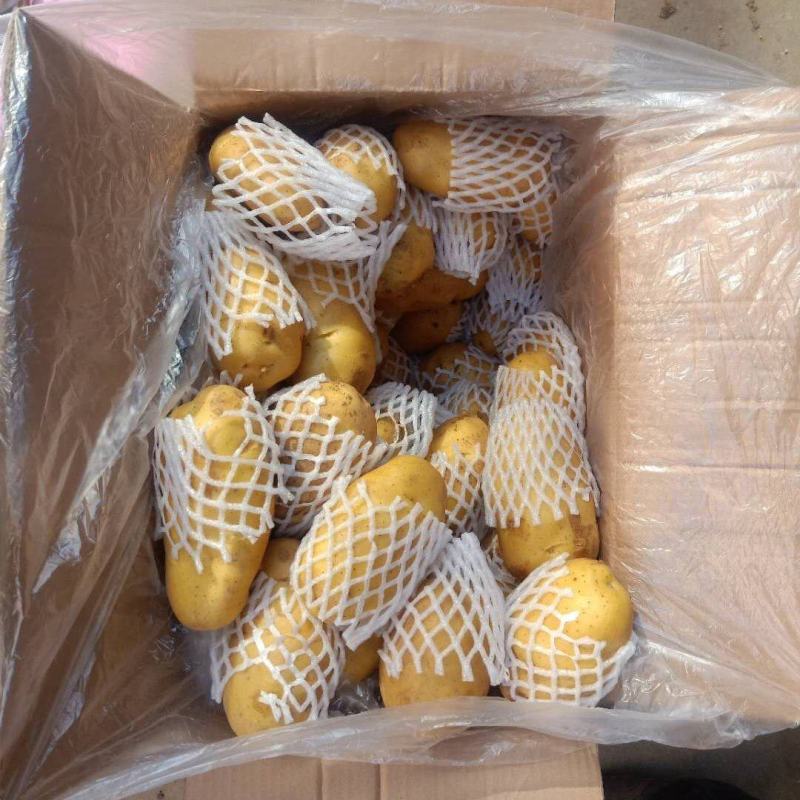 山东冷库荷兰十五土豆大量出库，货源充足，欢迎客户前来选购