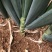 铁杆大葱