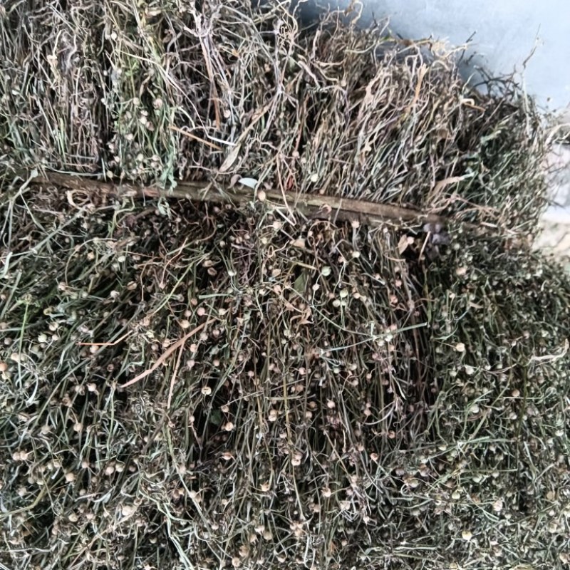 白花蛇舌草干货今年新货产新人工采摘太阳晒干
