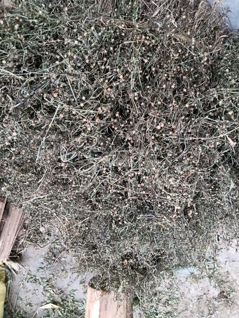 白花蛇舌草干货今年新货产新人工采摘太阳晒干