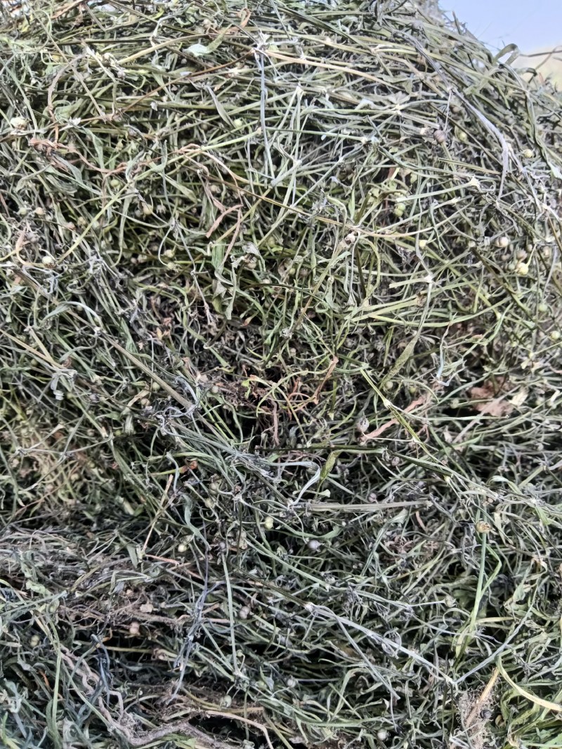 白花蛇舌草干货今年新货产新人工采摘太阳晒干