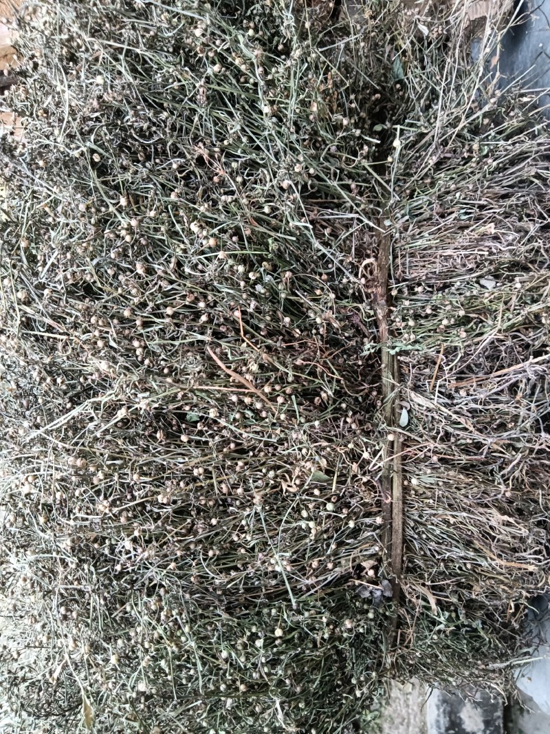 白花蛇舌草干货今年新货产新人工采摘太阳晒干