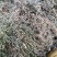 白花蛇舌草干货今年新货产新人工采摘太阳晒干