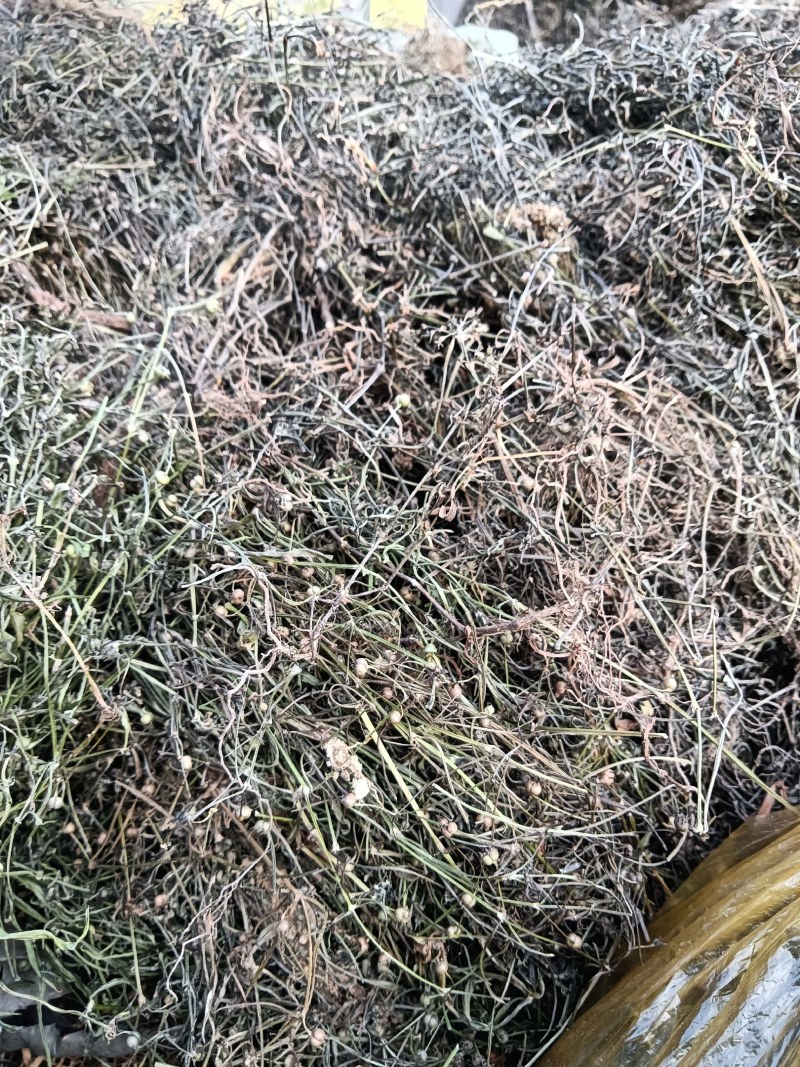 白花蛇舌草干货今年新货产新人工采摘太阳晒干