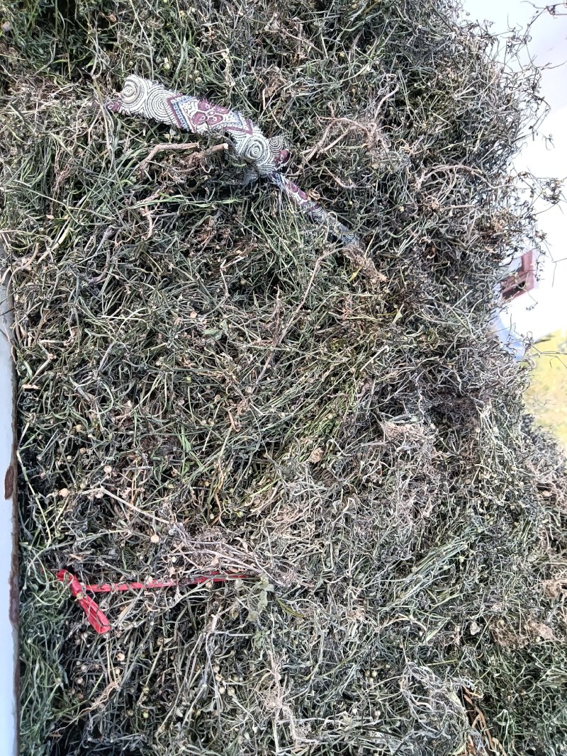 白花蛇舌草干货今年新货产新人工采摘太阳晒干