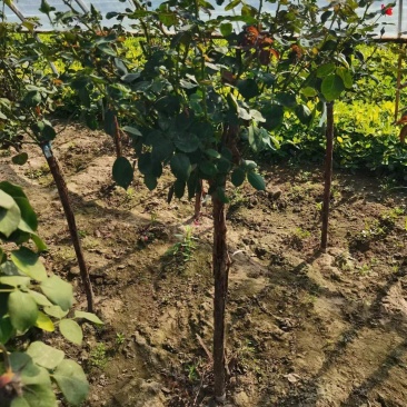 河北定州-月季树桩月季营养杯月季树大量有货