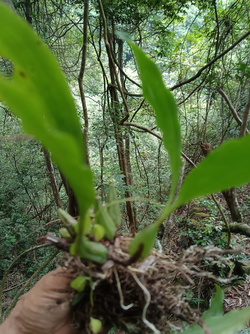 石仙桃，