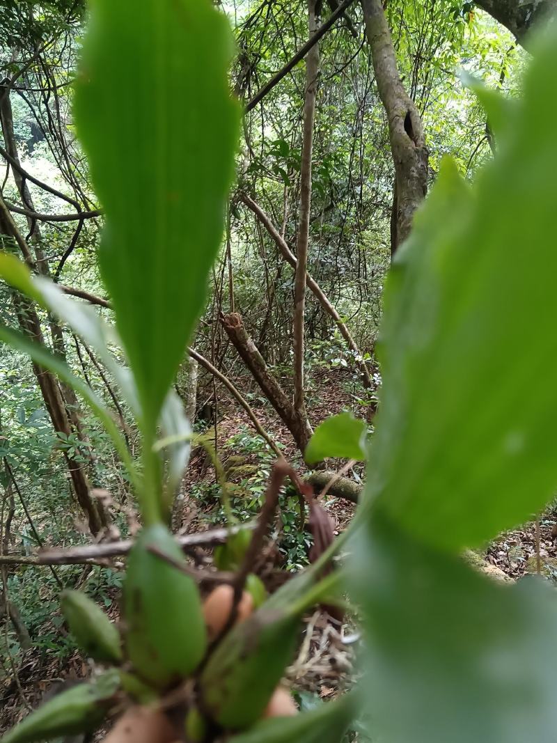 石仙桃，