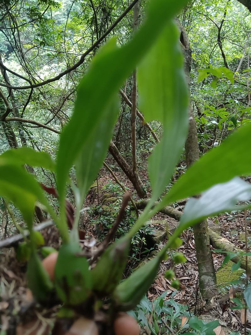 石仙桃，