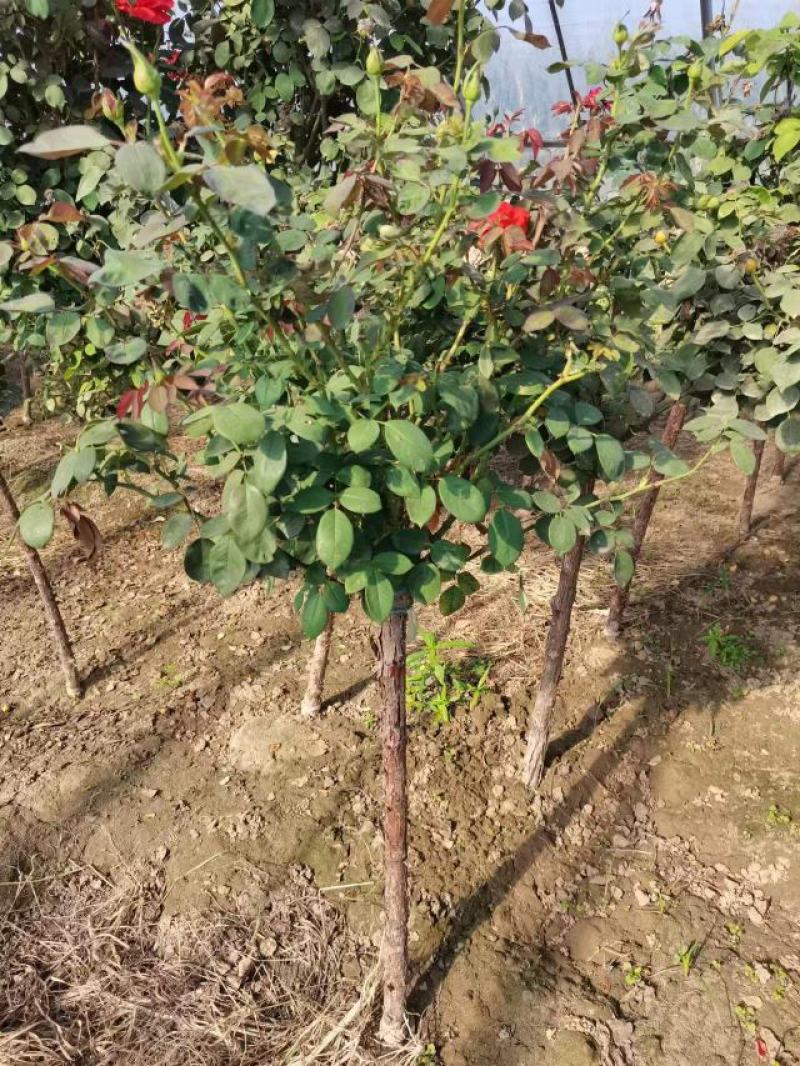 河北定州-月季树桩月季营养杯月季树大量有货