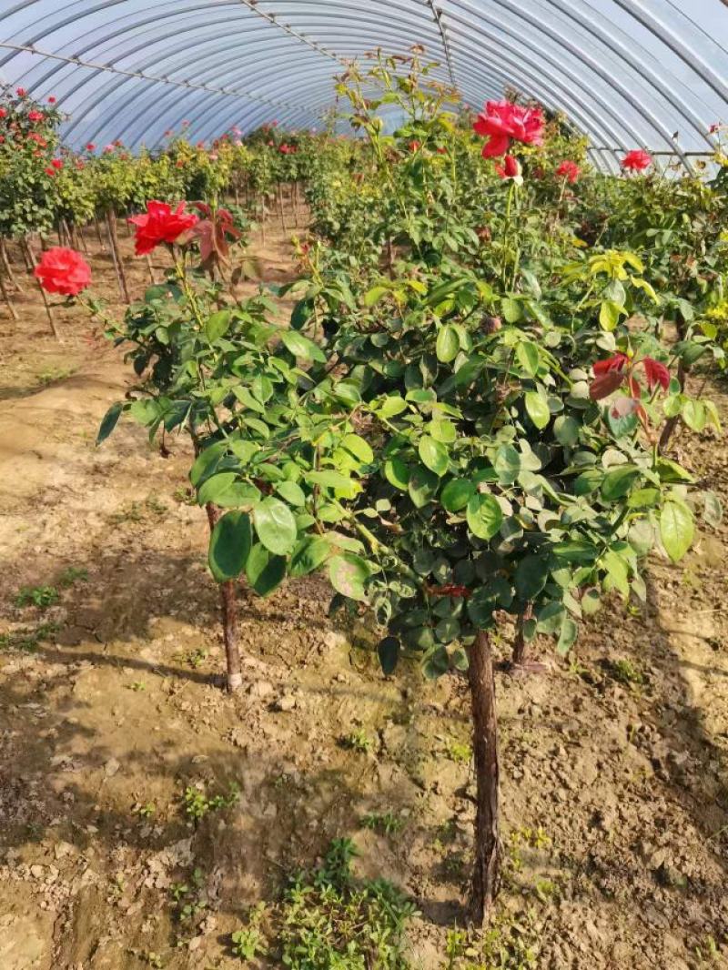 河北定州-月季树桩月季营养杯月季树大量有货