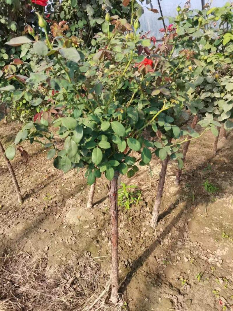 河北定州-月季树桩月季营养杯月季树大量有货
