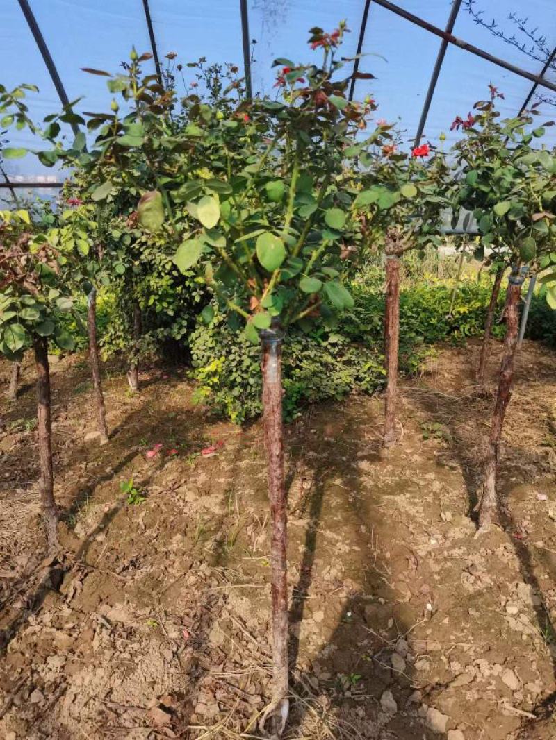 河北定州-月季树桩月季营养杯月季树大量有货