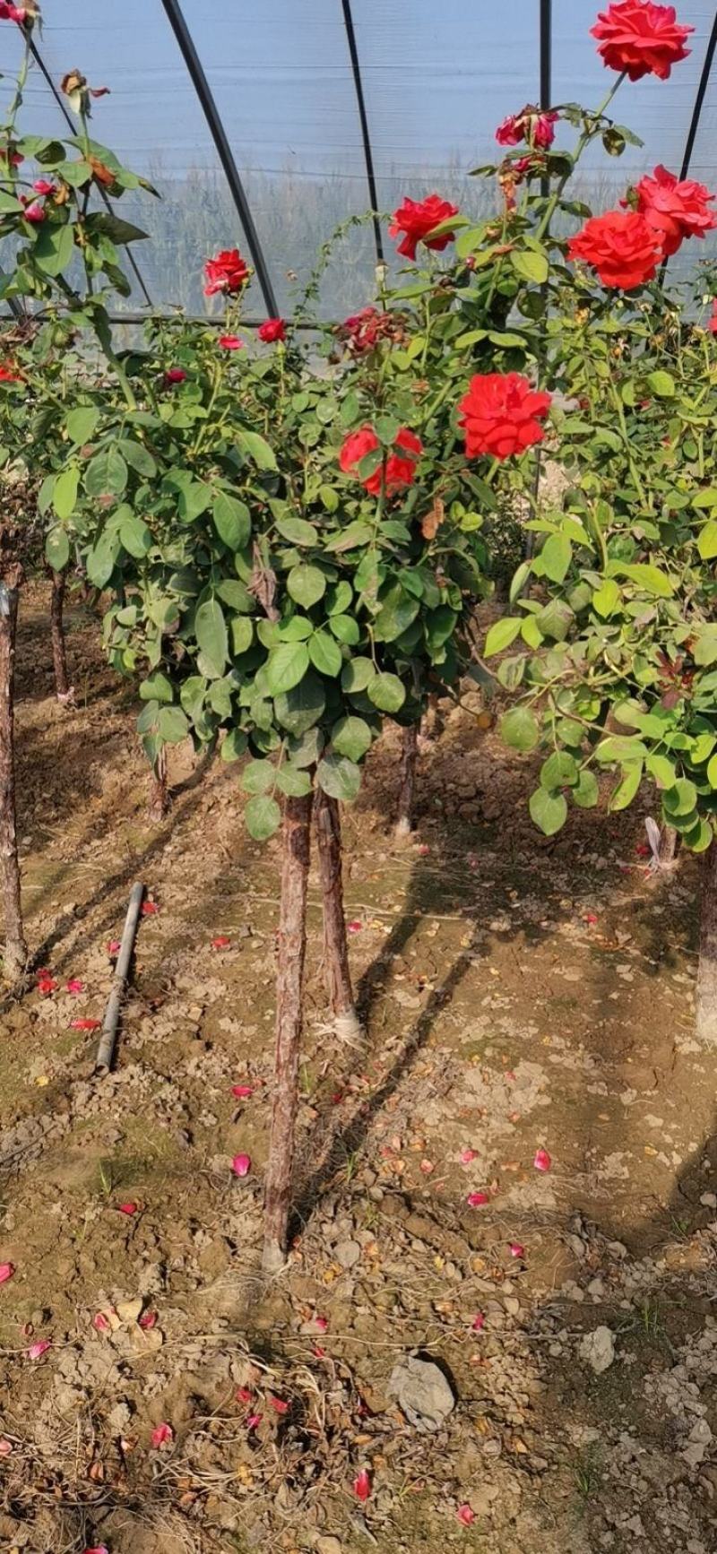 河北定州-月季树桩月季营养杯月季树大量有货