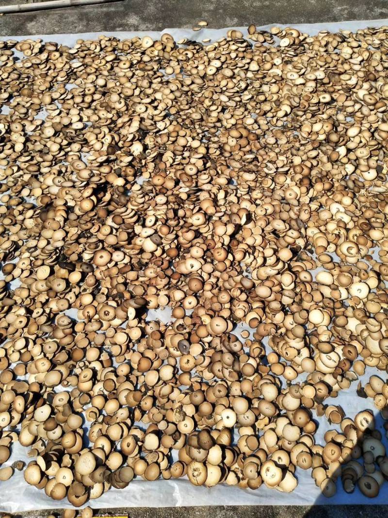 化州橘红片，压果，七爪等，各种规格均有大货！！！