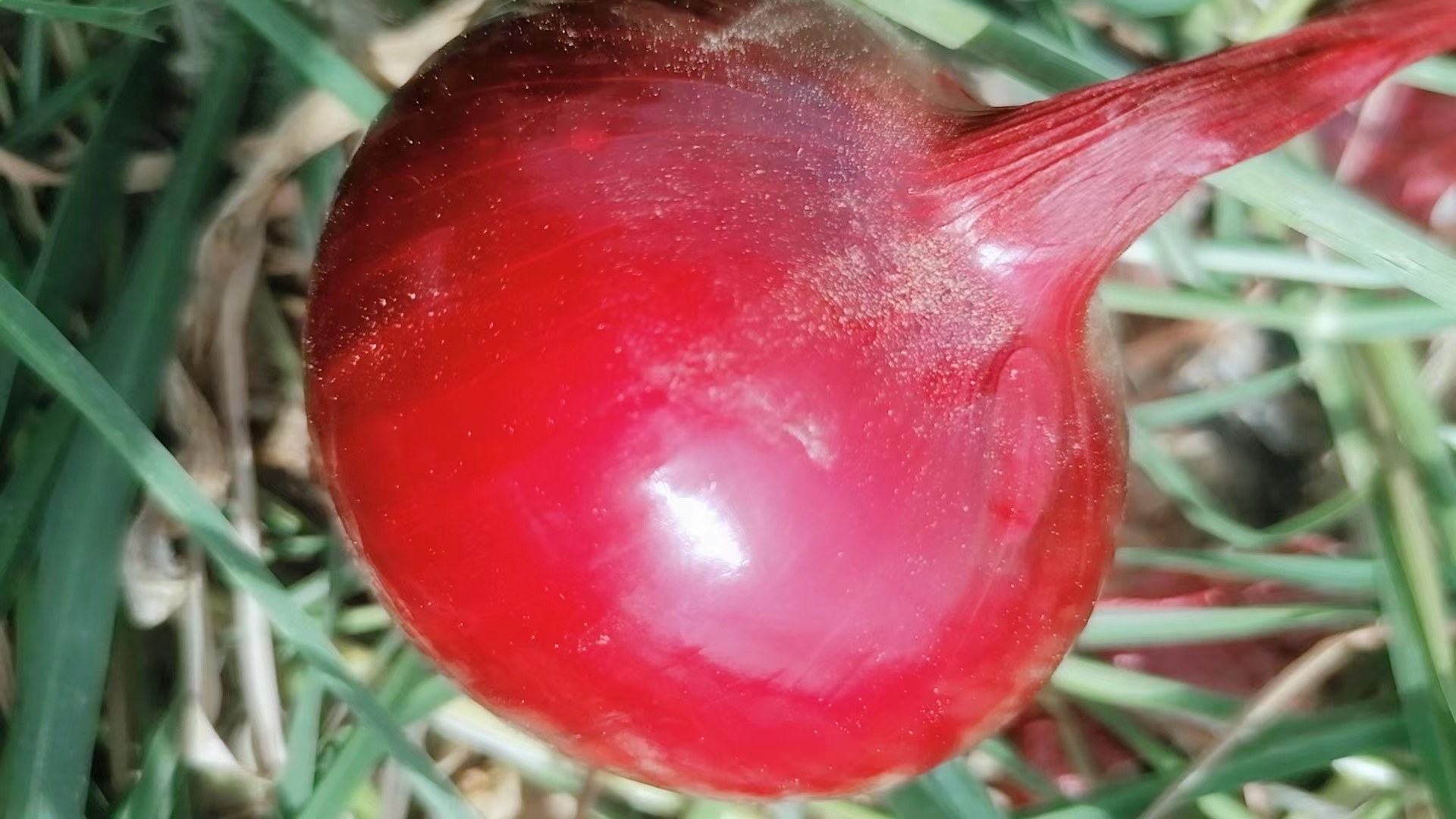 红菜苔花朵特写