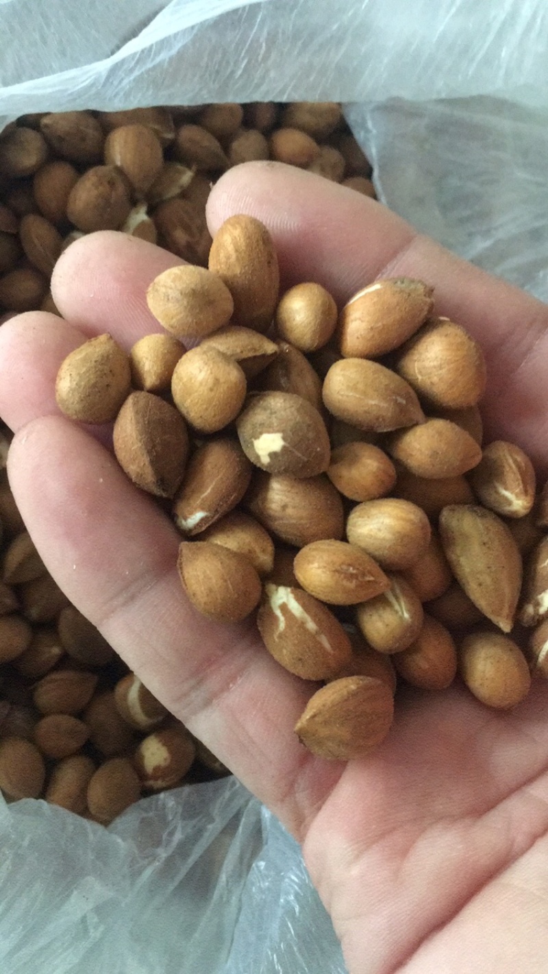 山桃种子山桃芽山桃核春季是沙藏好的