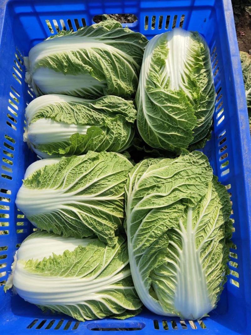 青杂三号青杂三号白菜黄心白菜大白菜产地一手货源