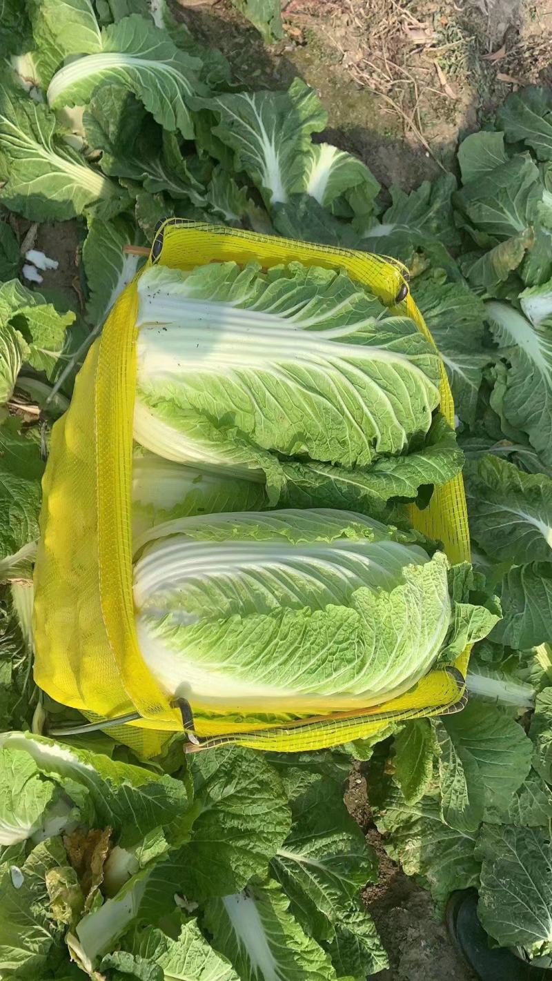 青杂三号青杂三号白菜黄心白菜大白菜产地一手货源