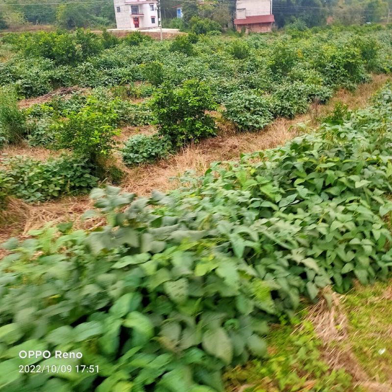 大英精品秋毛豆大量上市