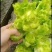 【牛商推荐】儿菜四川云南儿菜新鲜上市物美价廉欢迎选购