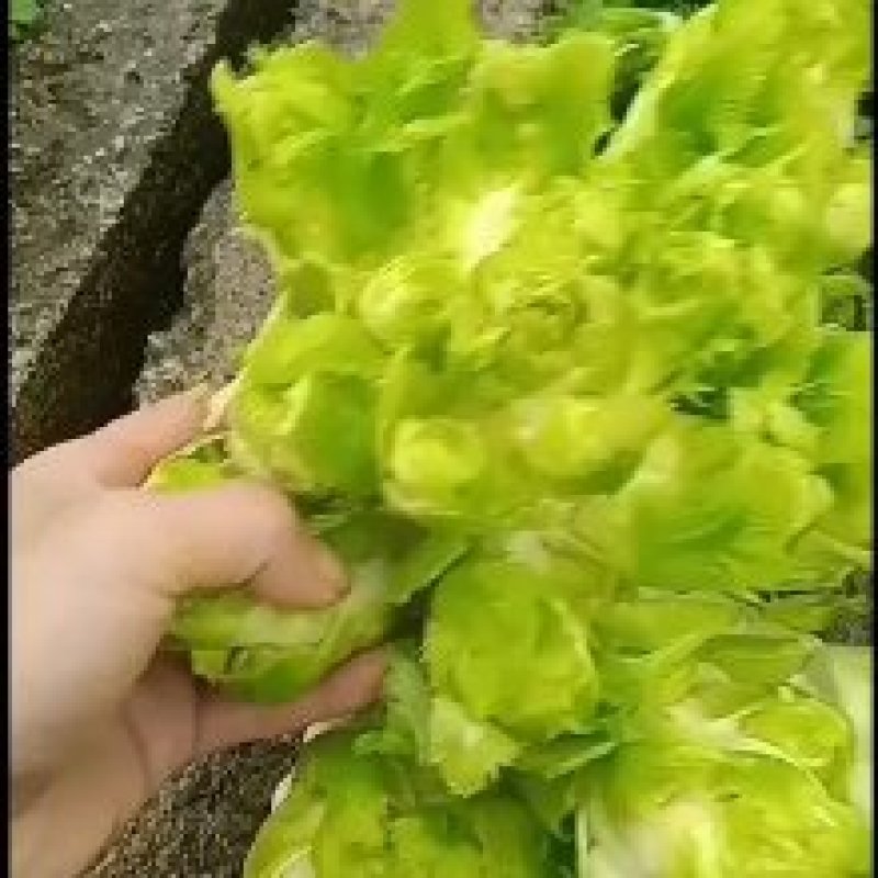 【牛商推荐】儿菜四川云南儿菜新鲜上市物美价廉欢迎选购