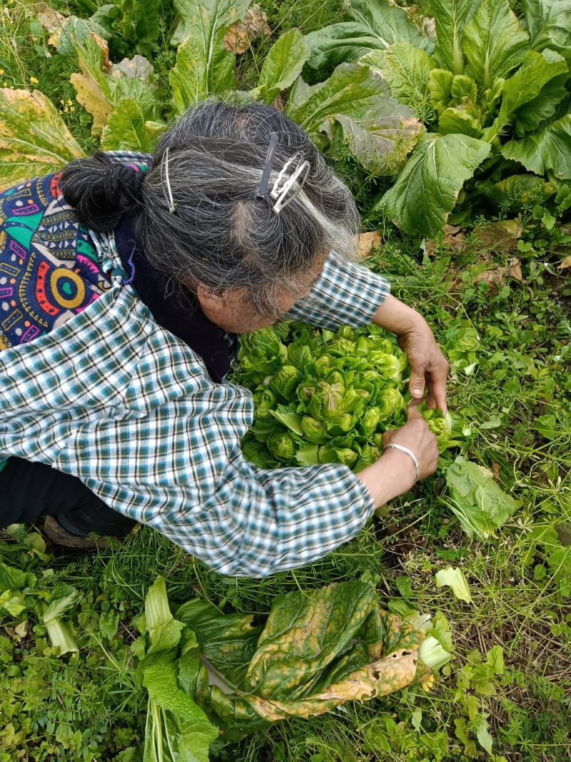 【牛商推荐】儿菜四川云南儿菜新鲜上市物美价廉欢迎选购