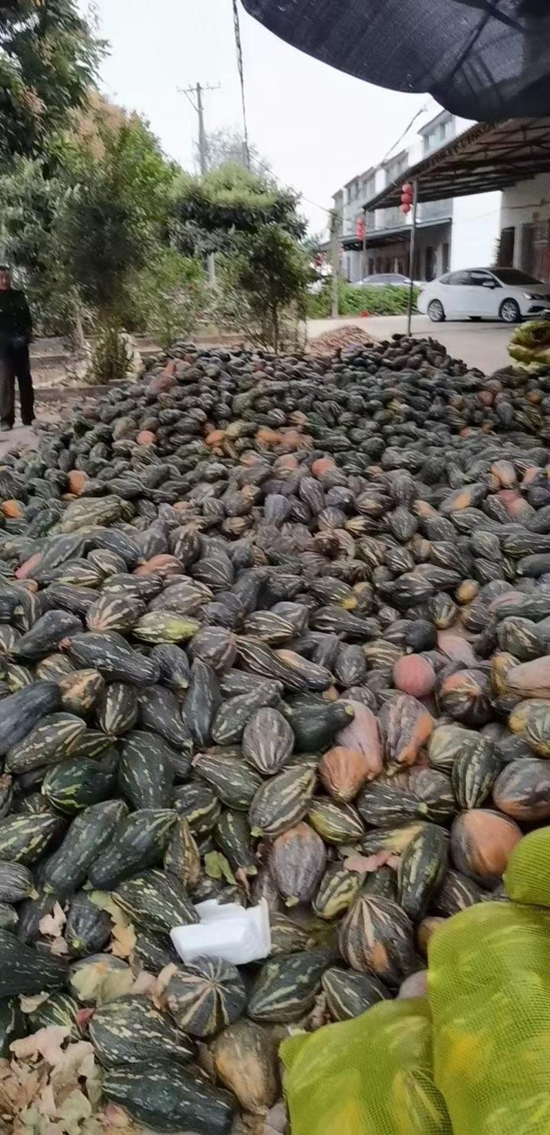 香芋南瓜大量供应，基地直发，专业代办质量保障