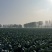 河南扶沟县优秀西兰花种植基地保质保量全国发货欢迎联系