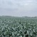 河南扶沟县优秀西兰花种植基地保质保量全国发货欢迎联系