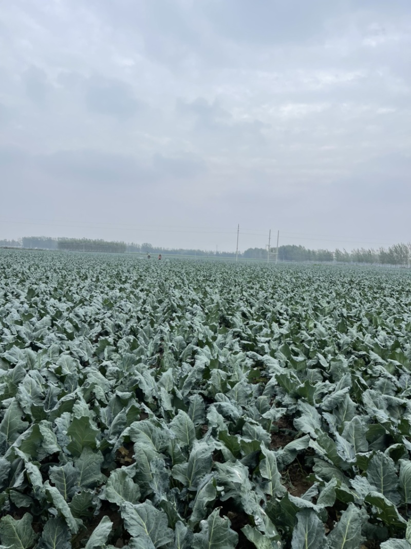 河南扶沟县优秀西兰花种植基地保质保量全国发货欢迎联系
